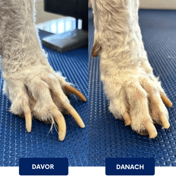 Hundekrallenpflege | Stressfrei & ohne Schneiden