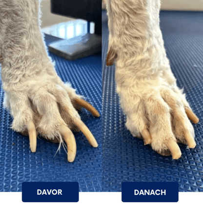 Hundekrallenpflege | Stressfrei & ohne Schneiden
