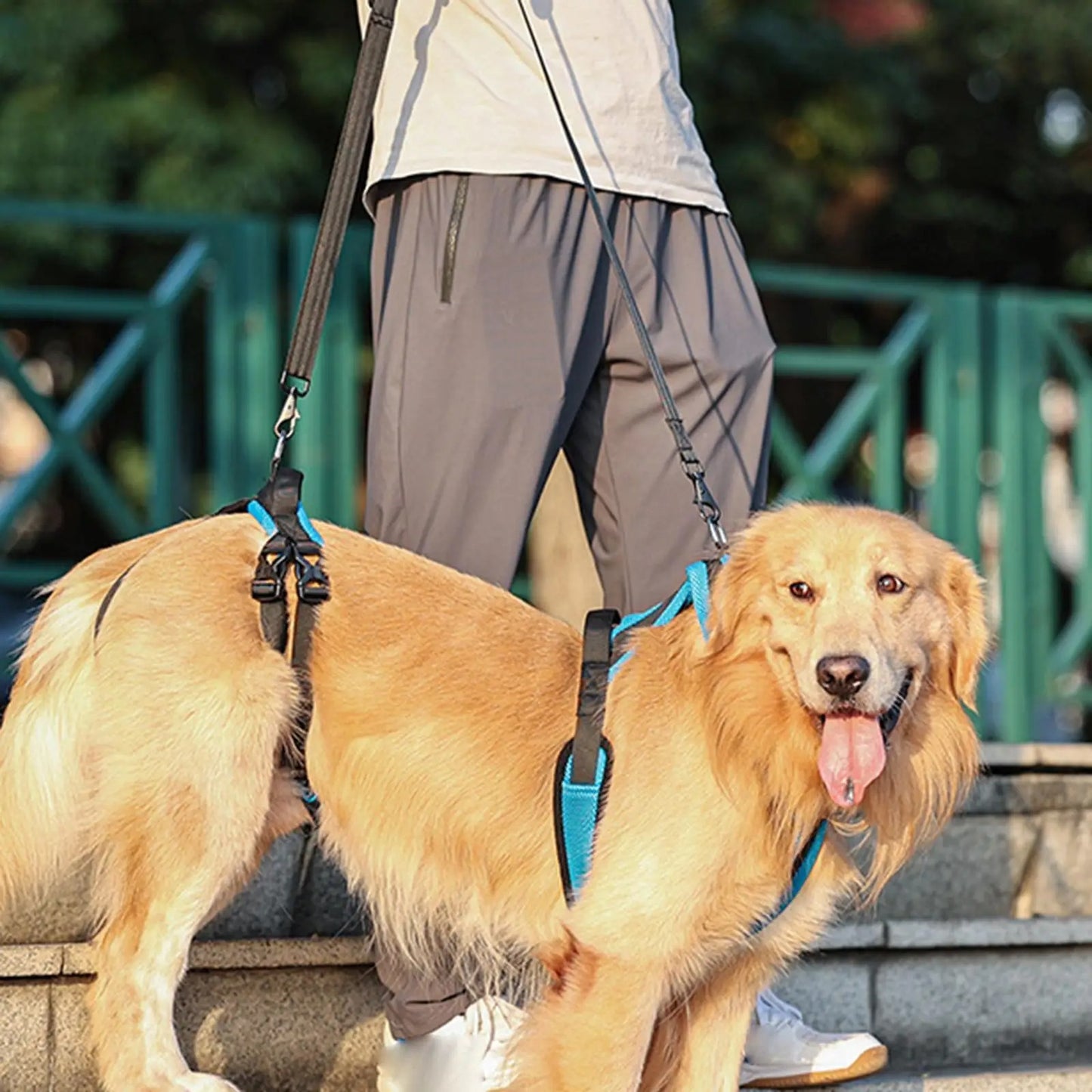 PawLift | Zuverlässige Hebehilfe für Hunde